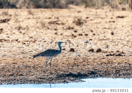 A Kori Bustard, standing on the edge of a waterhole 99133031