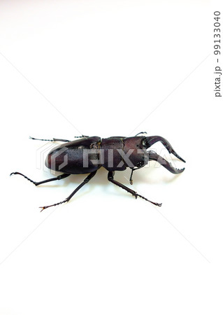 ノコギリクワガタ　クワガタムシ　夏休み　子供 99133040