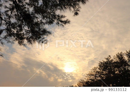 夕焼け空 夕日 松の木 夕焼け空 夕日 松の木 99133112