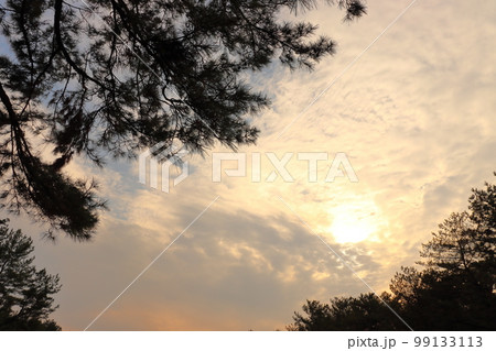 夕焼け空 夕日 松の木 夕焼け空 夕日 松の木 99133113