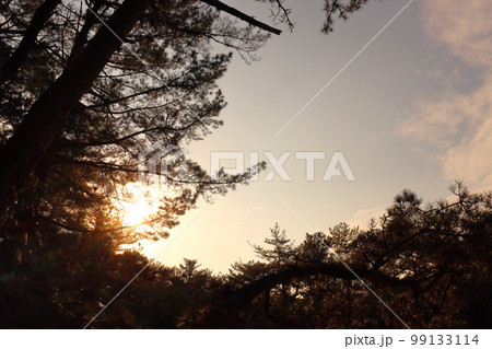 夕焼け空　夕日　松の木 99133114