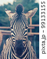 シマウマの正面から 99133155