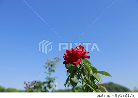 荒尾市 おもやい市民花壇 バラの花、 荒尾市 おもやい市民花壇 バラの花、 99133178