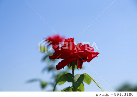 荒尾市　おもやい市民花壇　バラの花、 99133180