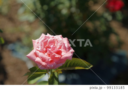 荒尾市　おもやい市民花壇　バラの花、 99133185