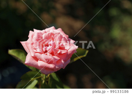 荒尾市　おもやい市民花壇　バラの花、 99133186