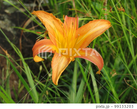 ノカンゾウの花 99133203