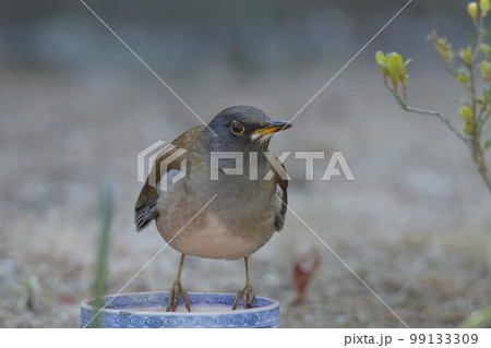 庭に飛んできたシロハラ鳥、 庭に飛んできたシロハラ鳥、 99133309