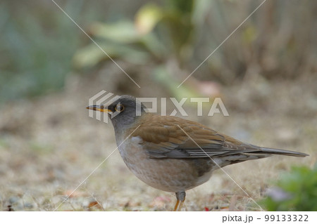 庭に飛んできたシロハラ鳥、 99133322