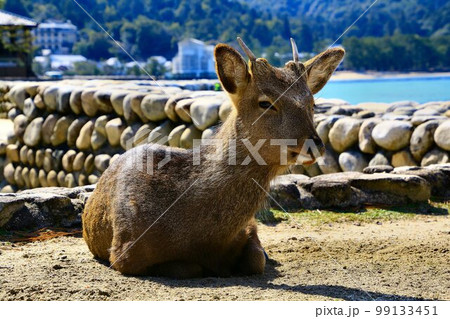 神鹿の憩う島… 安芸の宮島 神鹿の憩う島… 安芸の宮島 99133451