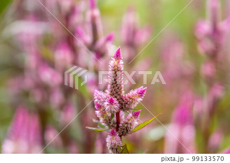 ピンク色の花畑にて~鶏頭の花~ ピンク色の花畑にて~鶏頭の花~ 99133570