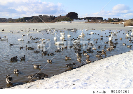 宮城県栗原市築館　内沼の白鳥たち 99134265