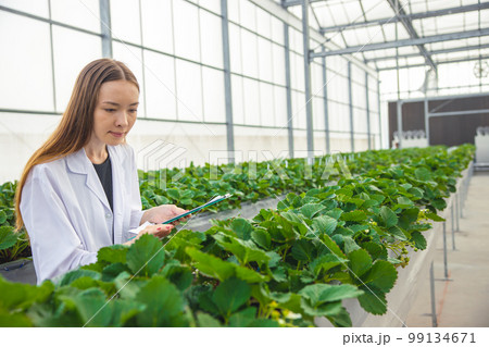 agriculture scientist in greenhouse organic strawberry farm for plant research smart working woman. 99134671