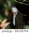 エナガ 99134704