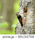 アカゲラ 99134708