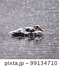 カルガモ 99134710