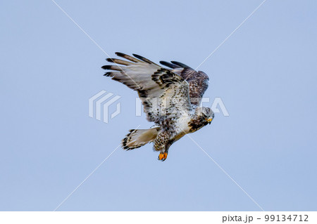 ケアシノスリ 99134712