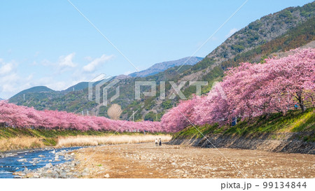 河津桜（河津町） 99134844