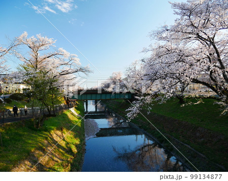 川沿いの桜並木 99134877
