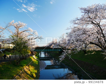 川沿いの桜並木 川沿いの桜並木 99134878