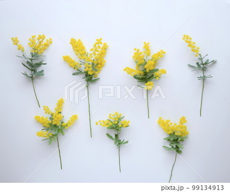 白背景にミモザの花の飾りつけ、室内のミモザの花と葉の背景、ミモザの切り花 99134913