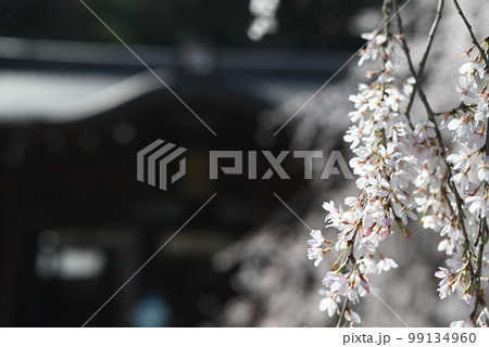 京都　山科　大石神社の境内に咲く「大石桜」 99134960