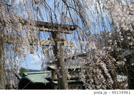 京都 山科 大石神社の境内に咲く「大石桜」 京都 山科 大石神社の境内に咲く「大石桜」 99134961