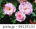バラ マチルダ 三輪咲き 99135132