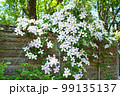 四弁花のクレマチス・モンタナ 99135137