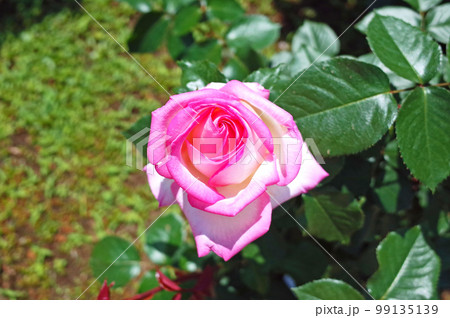 プリンセス・ド・モナコ満開 99135139