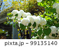 北杜市のオオデマリ 99135140