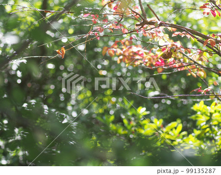 秋の木漏れ日　オールドレンズ撮影 99135287