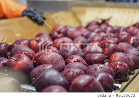 quality control of apples at the factory 99135672