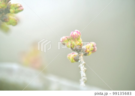ほころびはじめた桜のつぼみ オールドレンズ ほころびはじめた桜のつぼみ オールドレンズ 99135683