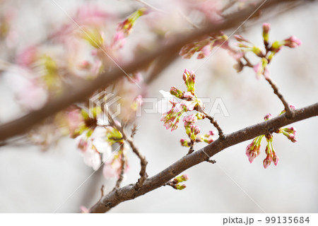 ほころびはじめた桜のつぼみ　オールドレンズ 99135684