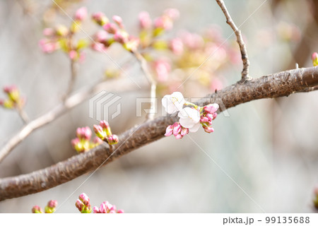ほころびはじめた桜のつぼみ オールドレンズ ほころびはじめた桜のつぼみ オールドレンズ 99135688