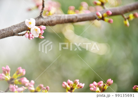 ほころびはじめた桜のつぼみ　オールドレンズ 99135691