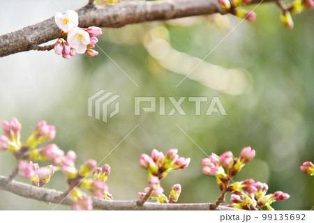 ほころびはじめた桜のつぼみ オールドレンズ ほころびはじめた桜のつぼみ オールドレンズ 99135692