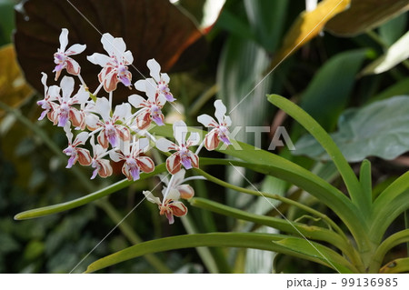 バンダ・ラメラタ（ラメラータ） Vanda lamellata 洋ランの原種の写真素材 [99136985] - PIXTA