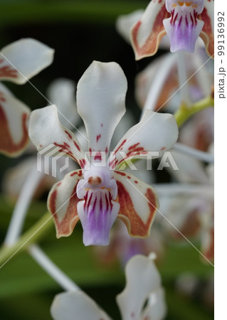バンダ・ラメラタ(ラメラータ) Vanda lamellata 洋ランの原種 バンダ・ラメラタ(ラメラータ) Vanda lamellata 洋ランの原種 99136992