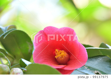 淡く咲くやぶ椿 99137975