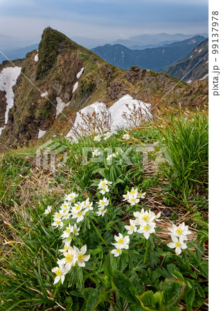 谷川岳・オキの耳のハクサンイチゲとトマの耳 99137978