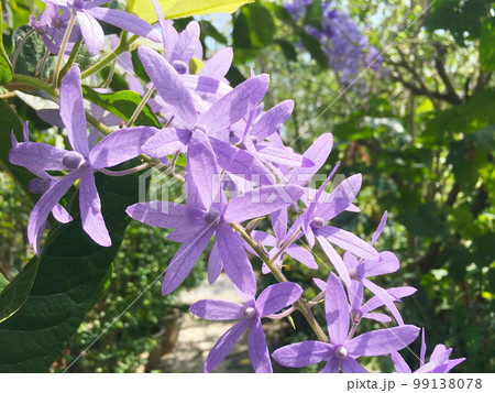 Blossom purple flower of Sandpaper vine, Queens Wreath, Purple Wreath, Petrea volubilis L. 99138078