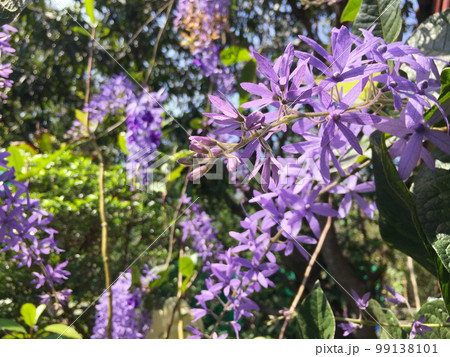 Blossom purple flower of Sandpaper vine, Queens Wreath, Purple Wreath, Petrea volubilis L. Blossom purple flower of Sandpaper vine, Queens Wreath, Purple Wreath, Petrea volubilis L. 99138101