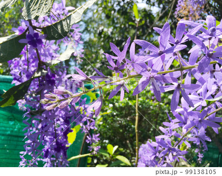 Blossom purple flower of Sandpaper vine, Queens Wreath, Purple Wreath, Petrea volubilis L. Blossom purple flower of Sandpaper vine, Queens Wreath, Purple Wreath, Petrea volubilis L. 99138105