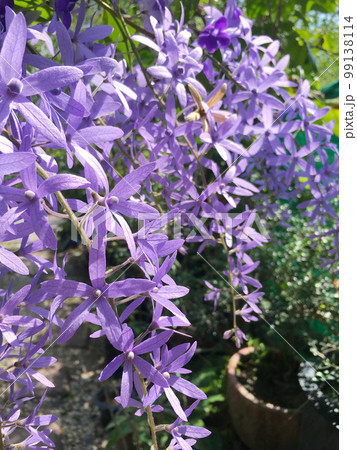 Blossom purple flower of Sandpaper vine, Queens Wreath, Purple Wreath, Petrea volubilis L. Blossom purple flower of Sandpaper vine, Queens Wreath, Purple Wreath, Petrea volubilis L. 99138114