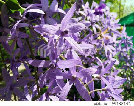 Blossom purple flower of Sandpaper vine, Queens Wreath, Purple Wreath, Petrea volubilis L. Blossom purple flower of Sandpaper vine, Queens Wreath, Purple Wreath, Petrea volubilis L. 99138144