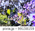 Blossom purple flower of Sandpaper vine, Queens Wreath, Purple Wreath, Petrea volubilis L. 99138159