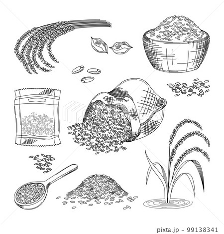 Rice, barley farmer grains, hand drawing image. Cereal flour, plant and wooden, ear in bag or bowl, doodle paddy, organic basmati seeds. Agricultural product for bakery. Vector current illustration Rice, barley farmer grains, hand drawing image. Cereal flour, plant and wooden, ear in bag or bowl, doodle paddy, organic basmati seeds. Agricultural product for bakery. Vector current illustration 99138341