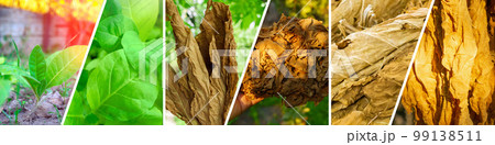 Harvesting tobacco leaves in the field. Collage, banner. Drying of tobacco leaves, banner Harvesting tobacco leaves in the field. Collage, banner. Drying of tobacco leaves, banner 99138511